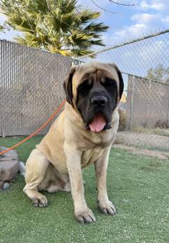 Mastiff Dogs Available for Adoption in Glendale, Arizona - Kingsley | PetCurious