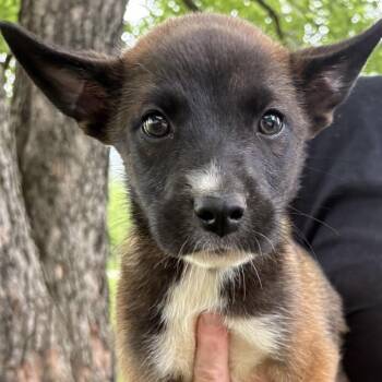 Nigel -  Husky and Dutch Shepherd Dog for Adoption in Pittsburg, Kansas - Nigel | PetCurious