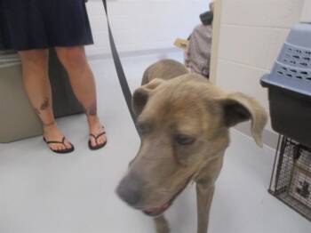 TOOTSIE -  Labrador Retriever Dog for Adoption in Ocala, Florida - TOOTSIE | PetCurious