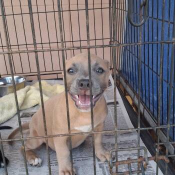 Hoss -  Pit Bull Terrier Dog for Adoption in Gautier, Mississippi - Hoss | PetCurious