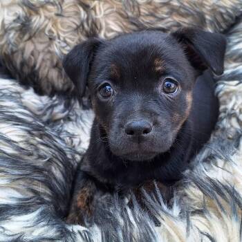 Labrador Retriever and Beagle Dogs Available for Adoption in Valparaiso, Indiana - Kona | PetCurious
