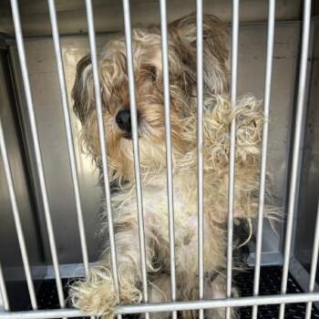 Bean -  Yorkshire Terrier and Mixed Breed Dog for Adoption in Arlington, Virginia - Bean | PetCurious