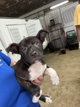 Josie -  Labrador Retriever and Mixed Breed Dog for Adoption in Gainesville, Florida - Josie | PetCurious