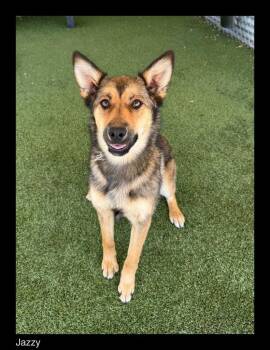Jazzy -  Shepherd and Mixed Breed Dog for Adoption in Chino Valley, Arizona - Jazzy | PetCurious