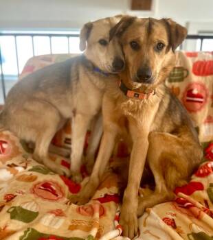 Mayah -  Shepherd Dog Available for Adoption in Hudson, New York - Mayah | PetCurious