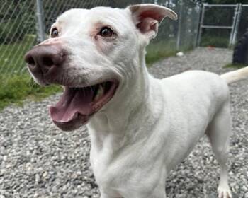 ATHENA -  Pit Bull Terrier and Mixed Breed Dog for Adoption in Anchorage, Alaska - ATHENA | PetCurious