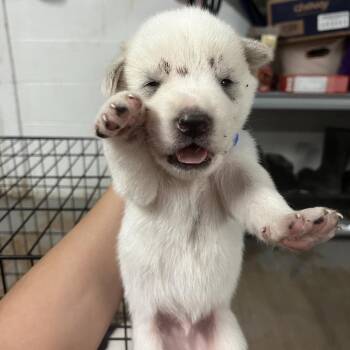 Paxton -  Spitz and Mixed Breed Dog for Adoption in Edinburg, Texas - Paxton | PetCurious