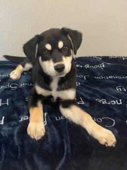 Husky Dogs Available for Adoption in Osgood, Indiana - Emma | PetCurious