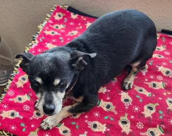 Chihuahua Dogs Available for Adoption in Albuquerque, New Mexico - Cooper | PetCurious
