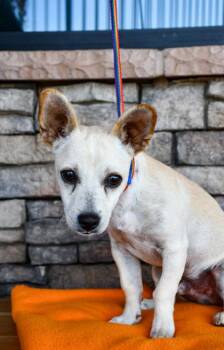 Chico -  Chihuahua and Mixed Breed Dog for Adoption in Yakima, Washington - Chico | PetCurious