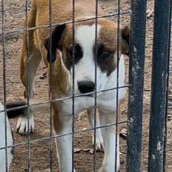 Mixed Breed Dogs Available for Adoption in Hohenwald, Tennessee - Heidi | PetCurious