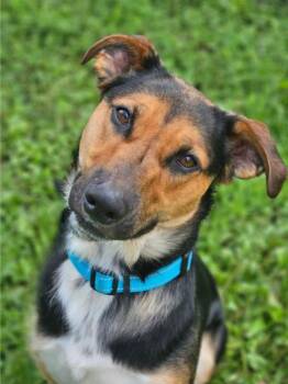 Rescue Shepherd Dogs for Adoption in Winona, Minnesota - Ranger | PetCurious