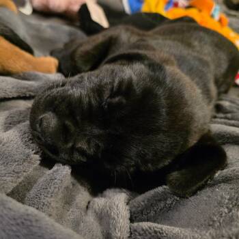 Mystic -  Cane Corso and Rottweiler Dog for Adoption in Chicago, Illinois - Mystic | PetCurious