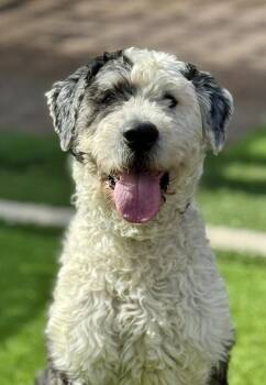 Duke -  Old English Sheepdog Dog for Adoption in Littleton, Colorado - Duke | PetCurious