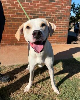 Knox -  Labrador Retriever Dog for Adoption in Stillwater, Oklahoma - Knox | PetCurious