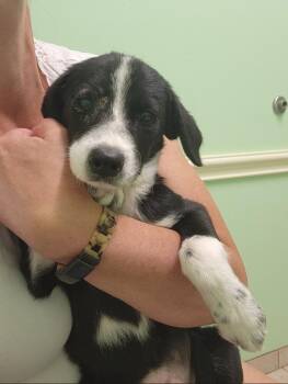 Daisy -  Border Collie Dog for Adoption in Plano, Texas - Daisy | PetCurious