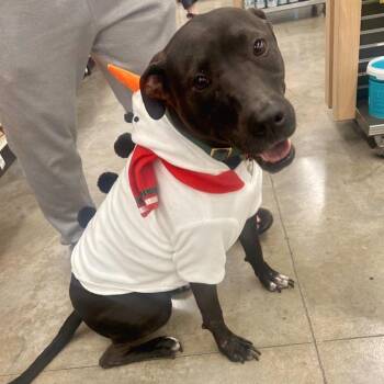 Rescue Labrador Retriever Dogs for Adoption in Missouri City, Texas - Shadow-Chaser MT11587-T | PetCurious