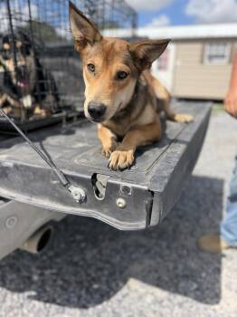 MINNIE -  Carolina Dog Dog for Adoption in Opelousas, Louisiana - MINNIE | PetCurious