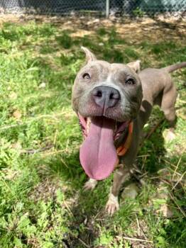Skydiver -  Pit Bull Terrier Dog for Adoption in Chicago, Illinois - Skydiver | PetCurious