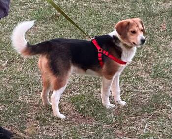 Cocoa - Not at shelter -  Beagle Dog for Adoption in Rustburg, Virginia - Cocoa - Not At Shelter | PetCurious