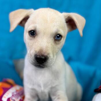 Robin -  Labrador Retriever and Chihuahua Dog for Adoption in Hondo, Texas - Robin | PetCurious