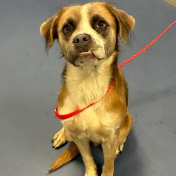Fill-Up -  Mixed Breed Dog for Adoption in Greensboro, North Carolina - Fill-Up | PetCurious