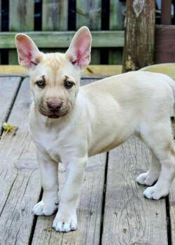 Linh -  German Shepherd Dog and Siberian Husky Dog for Adoption in North Olmsted, Ohio - Linh | PetCurious