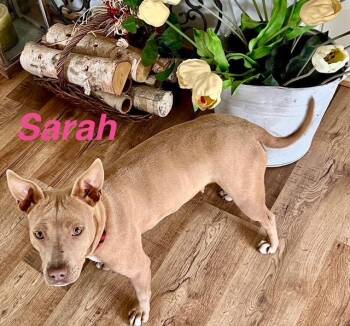 Pit Bull Terrier Dogs Available for Adoption - Sarah | PetCurious