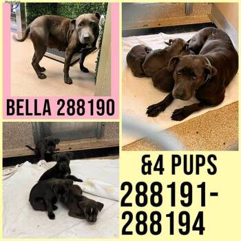 Mixed Breed Dogs Available for Adoption in Macon, Georgia - BELLA | PetCurious