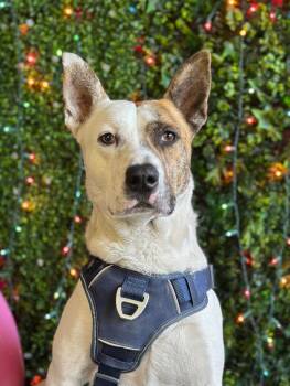 Mr. Booty Ham Sandwich-One of our Amazing Rescue Dogs -  Australian Cattle Dog Blue Heeler and Terrier Dog for Adoption in Carlsbad, California - Mr. Booty Ham Sandwich-One Of Our Amazing Rescue Dogs | PetCurious