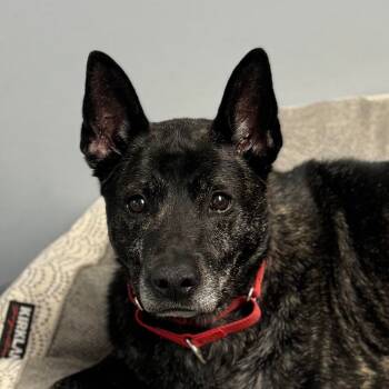 Rescue Shepherd and Mixed Breed Dogs for Adoption in Camden, Delaware - Magnus | PetCurious