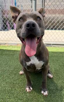 THISTLE -  Mixed Breed Dog for Adoption in Columbia, South Carolina - THISTLE | PetCurious