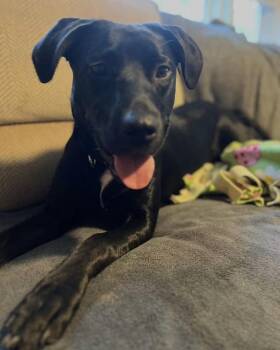 Fern -  Black Labrador Retriever Dog for Adoption in Grand Haven, Michigan - Fern | PetCurious