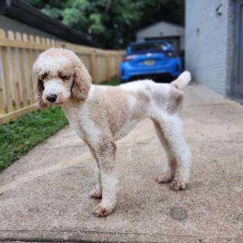 Rescue Standard Poodle Dogs for Adoption in Jackson, Georgia - Linda | PetCurious