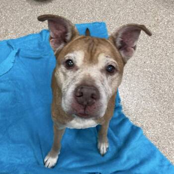 Rescue Pit Bull Terrier Dogs for Adoption in Prince Frederick, Maryland - Jazzy | PetCurious