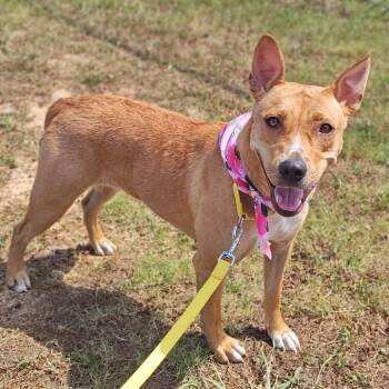 Chariot -  Pit Bull Terrier Dog for Adoption in Springdale, Arkansas - Chariot | PetCurious