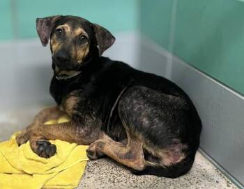 OATS -  Beagle and Mixed Breed Dog for Adoption in Houston, Texas - OATS | PetCurious