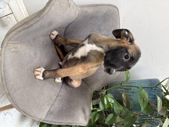 Piglet -  Belgian Shepherd Malinois and Saint Bernard Dog for Adoption in Bellflower, California - Piglet | PetCurious