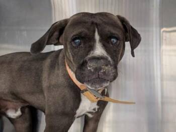 Rescue Mixed Breed Dogs for Adoption in Georgetown, Texas - York | PetCurious
