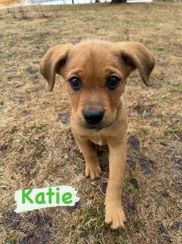 Mixed Breed Dogs Available for Adoption in Iron River, Michigan - Katie | PetCurious