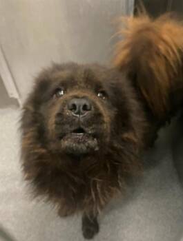 Chow Chow Dogs Available for Adoption - JAYSON | PetCurious