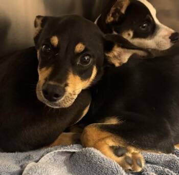 Maggie -  Mixed Breed Dog for Adoption in Kansas City, Missouri - Maggie | PetCurious