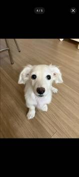 Raisin -  Dachshund Dog for Adoption in Bolton, Connecticut - Raisin | PetCurious