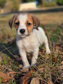 Goldendoodle and Beagle Dogs Available for Adoption - Beau | PetCurious