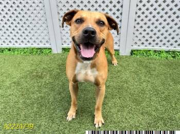 Rescue Black Mouth Cur Dogs for Adoption in West Palm Beach, Florida - LUCKY DOG | PetCurious