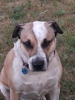 Louie -  Mixed Breed Dog for Adoption in Windsor, Missouri - Louie | PetCurious