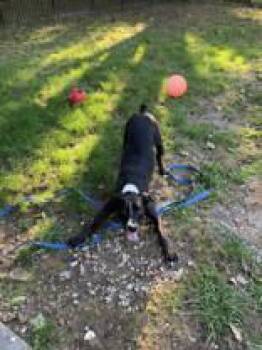 Labrador Retriever Dogs Available for Adoption in Newport, Kentucky - Finn | PetCurious
