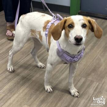 Hound Dogs Available for Adoption - Poppyseed | PetCurious