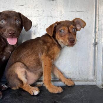 Gilly -  Shepherd Dog for Adoption in Edinburg, Texas - Gilly | PetCurious