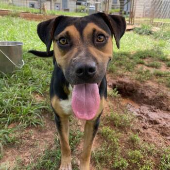 Gaia -  Cattle Dog Dog for Adoption in Stillwater, Oklahoma - Gaia | PetCurious